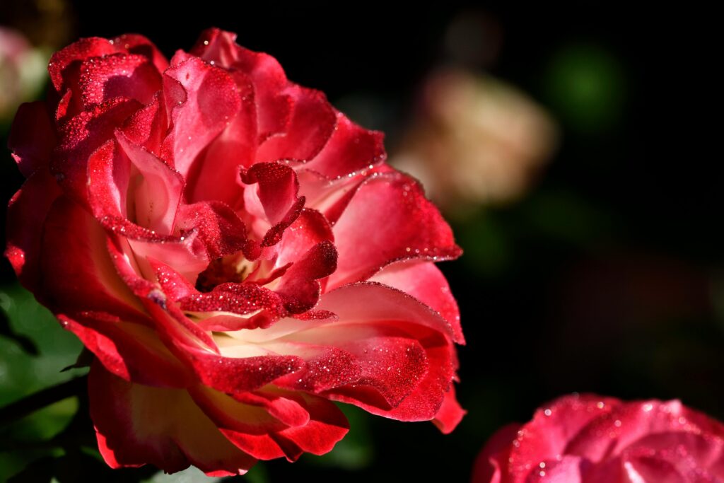 Rosa nombre de niña