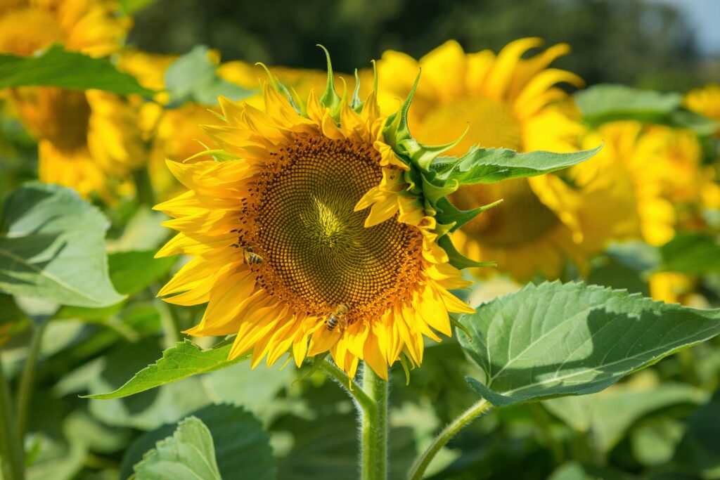 Girasol (Sunflower)