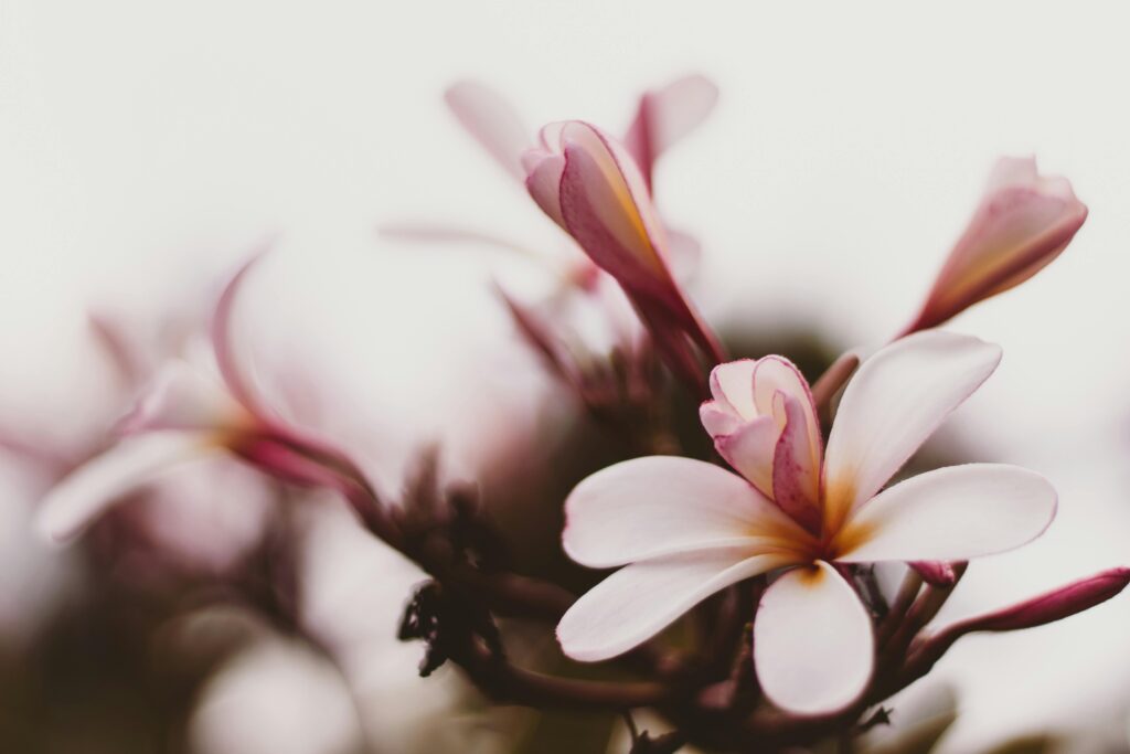 Magnolia flor blanca