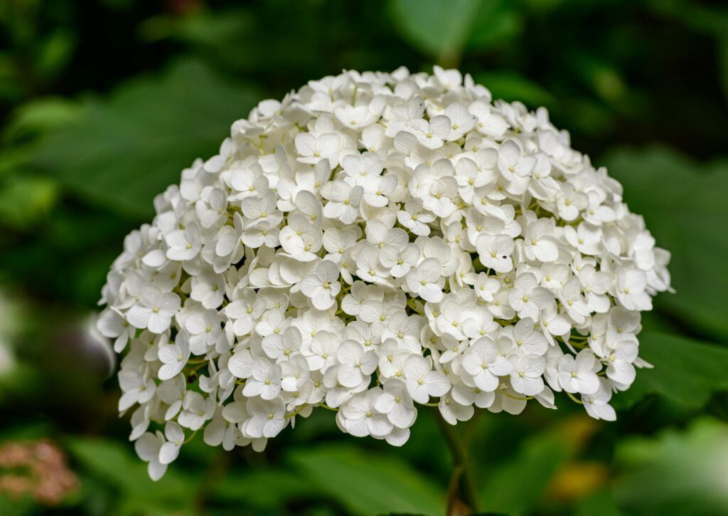 Hortensia Blanca (White Hydrangea)