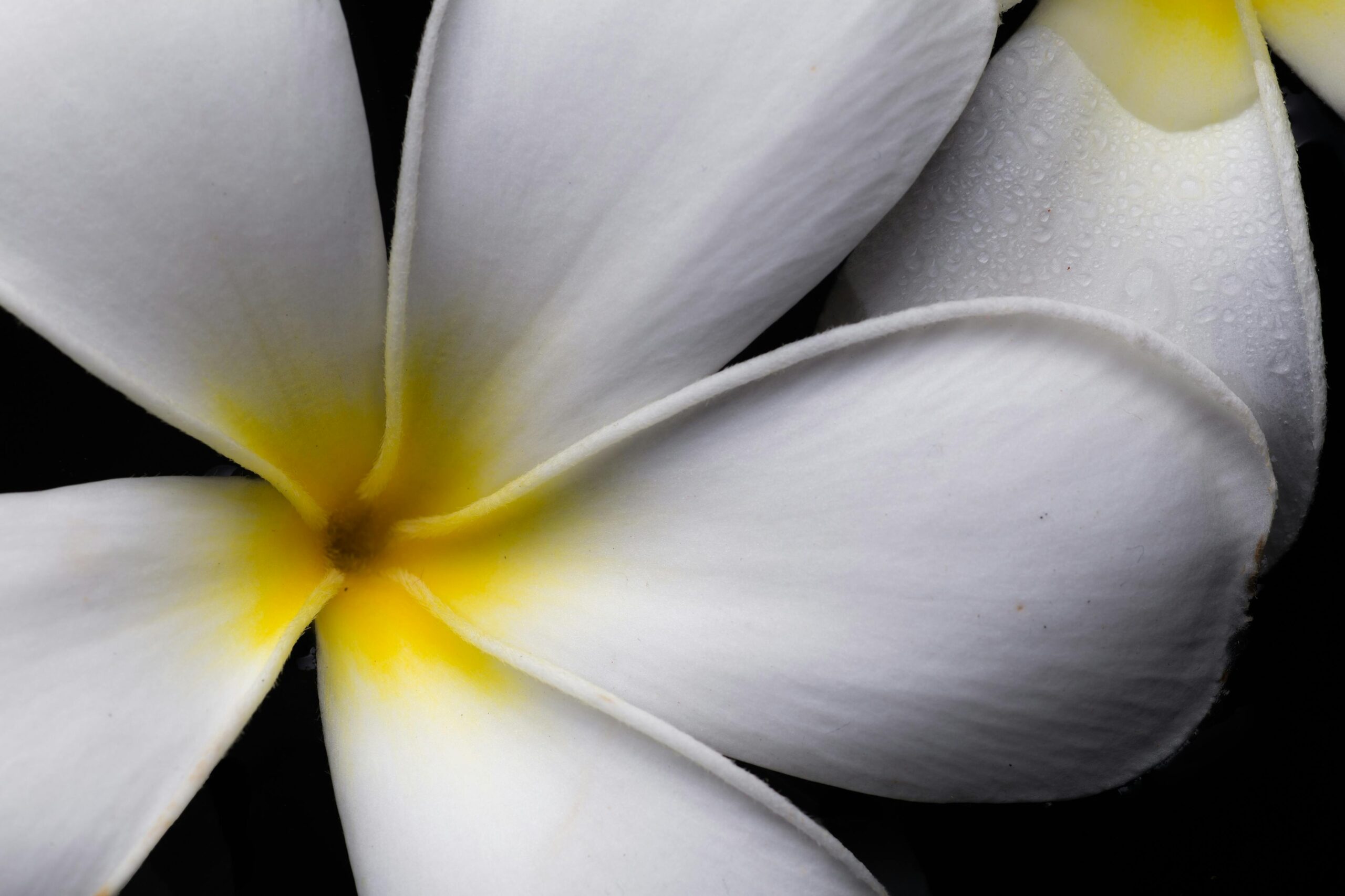 Nombres de flores blancas