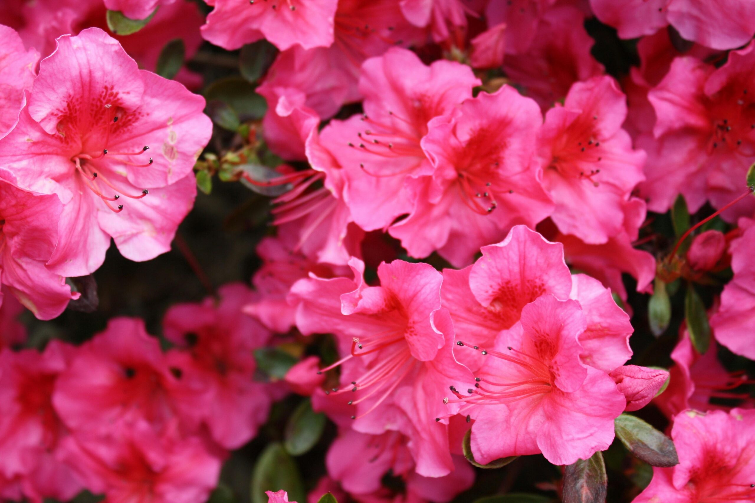 Pink Hibiscus Flower